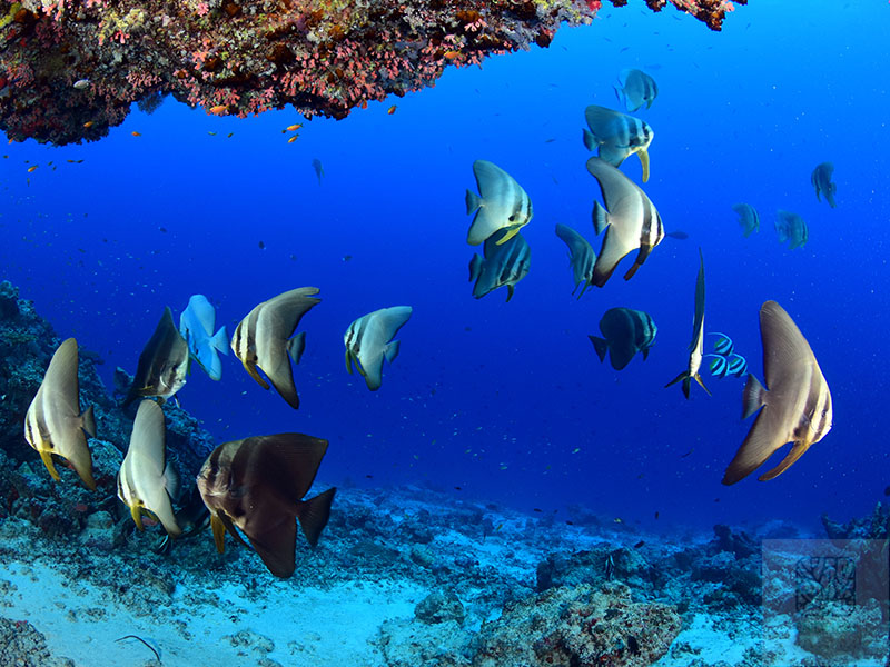 E-REEF-4