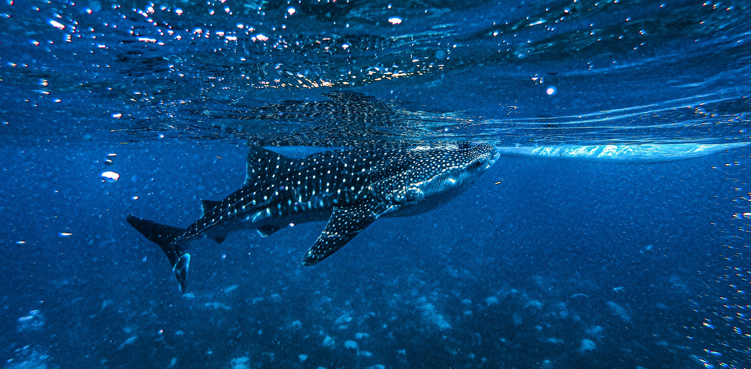 Whale shark